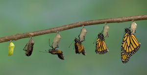 A timelapse sequence shows a monarch butterfly emerging from its chrysalis.