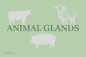 ANIMAL GLANDS USED AS MEDICINE 