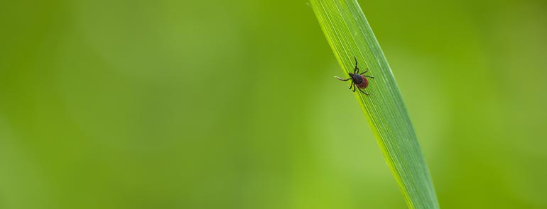 Lyme disease and tick-borne illness